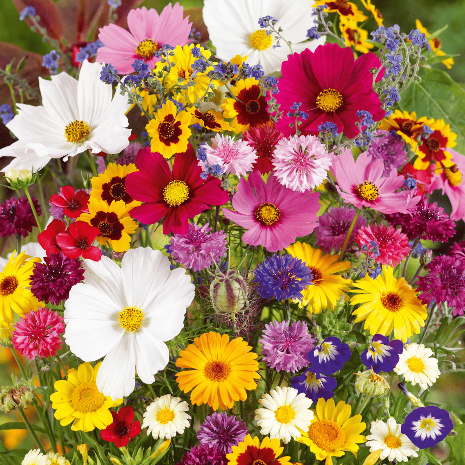 BloomBack™ – 1000 Perennial Flower Seeds