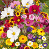 BloomBack™ – 1000 Perennial Flower Seeds