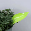 SprayLeaf™ Sustainable Plant Care