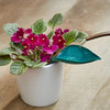 SprayLeaf™ Sustainable Plant Care