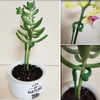 BloomBuddy™ Thriving Plant Growth