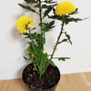 BloomBuddy™ Thriving Plant Growth