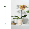 BloomBuddy™ Thriving Plant Growth