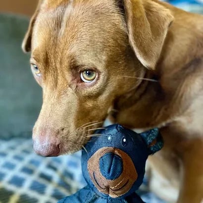 BearTough™ - Indestructible chew toy