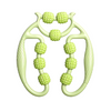 Circular Leg Clamp – For firmer legs & relaxed muscles