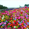 BloomBack™ – 1000 Perennial Flower Seeds