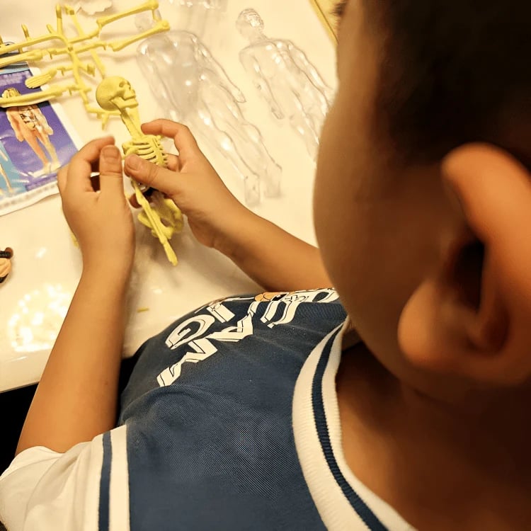 AnatoVision™ - Realistic 3D human anatomy mode