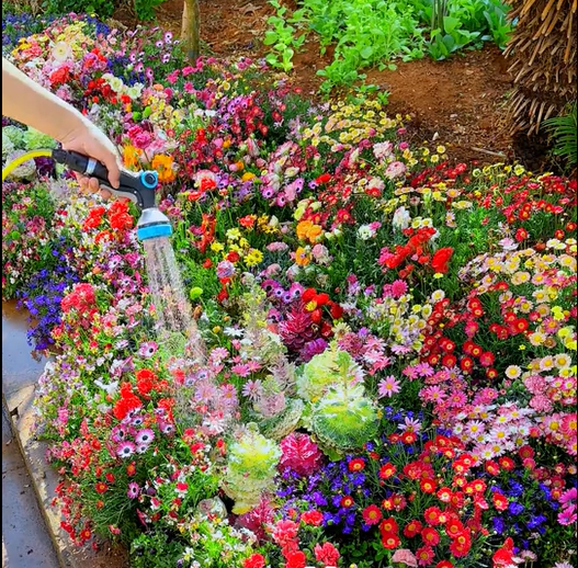 BloomBack™ – 1000 Perennial Flower Seeds