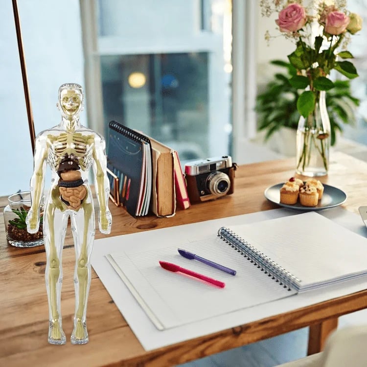 AnatoVision™ - Realistic 3D human anatomy mode