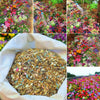 BloomBack™ – 1000 Perennial Flower Seeds