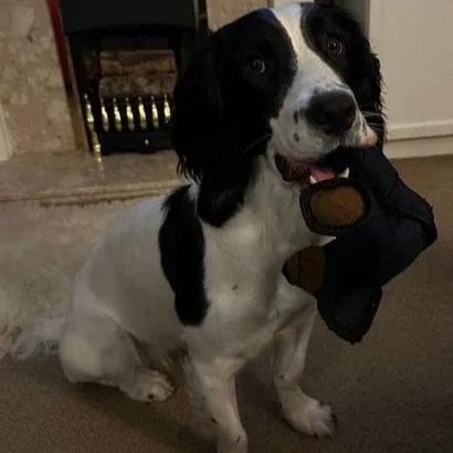 BearTough™ - Indestructible chew toy