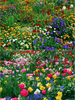 BloomBack™ – 1000 Perennial Flower Seeds