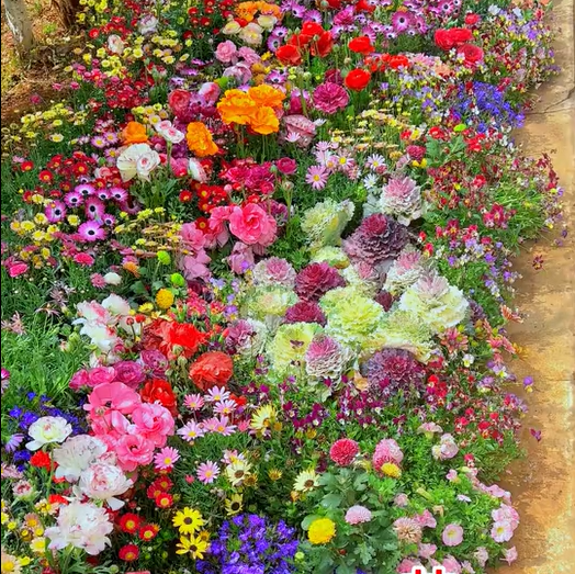 BloomBack™ – 1000 Perennial Flower Seeds
