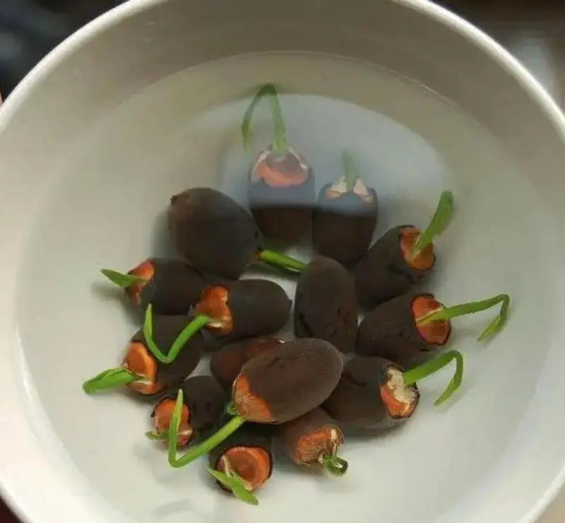 LushLotus™ Cultivate Natural Beauty