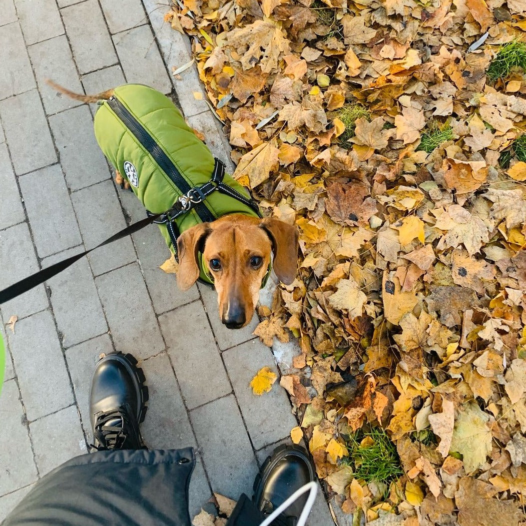 PawShield™ – The 3-in-1 Dog Jacket