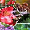 SoilMagic™ Enhances Soil Vitality