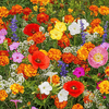 BloomBack™ – 1000 Perennial Flower Seeds