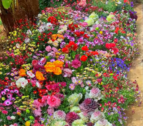 BloomBack™ – 1000 Perennial Flower Seeds