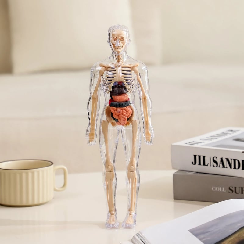 AnatoVision™ - Realistic 3D human anatomy mode