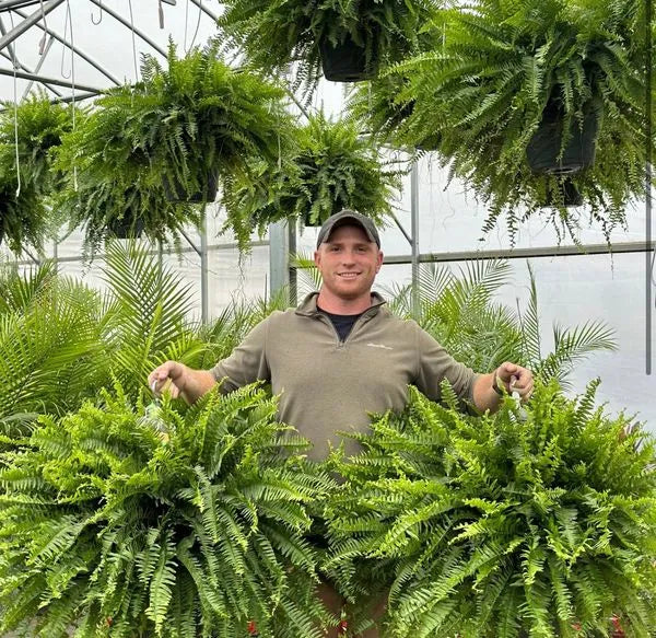GreenGlow™ - Lifelike Boston Fern