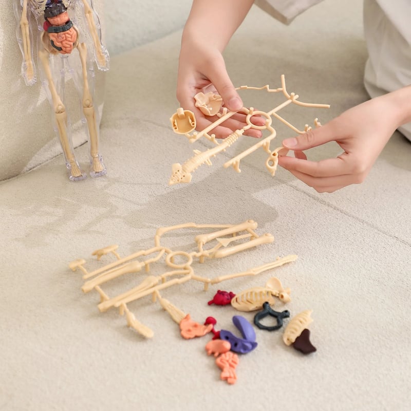 AnatoVision™ - Realistic 3D human anatomy mode