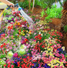 BloomBack™ – 1000 Perennial Flower Seeds