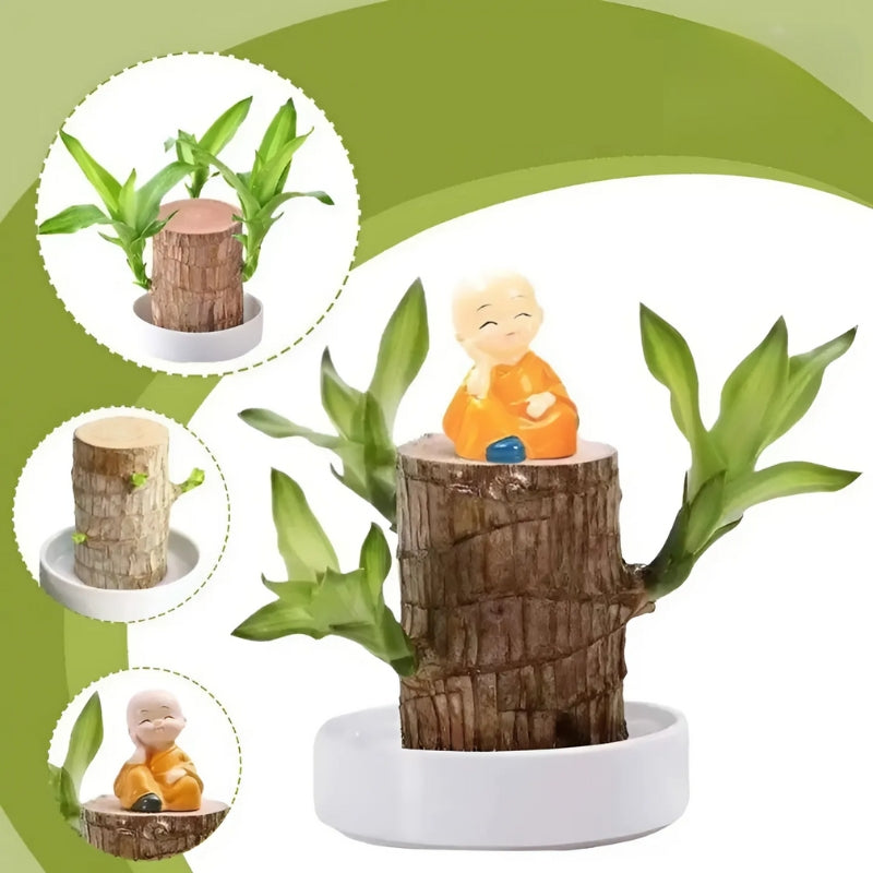 Brazilian Lucky Plant