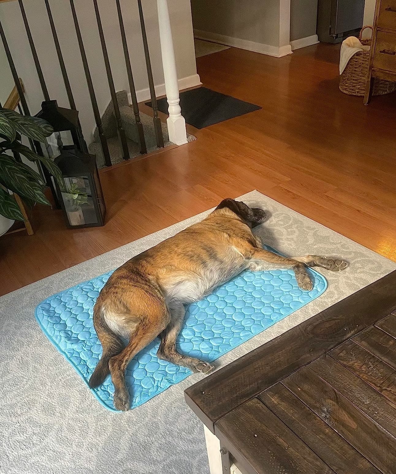 ChillPaws – Instant Relief Cooling Mat