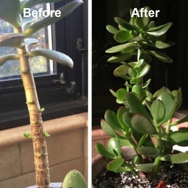 2+1 Free | RootRise™ Faster Plant Recovery