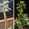 2+1 Free | RootRise™ Faster Plant Recovery
