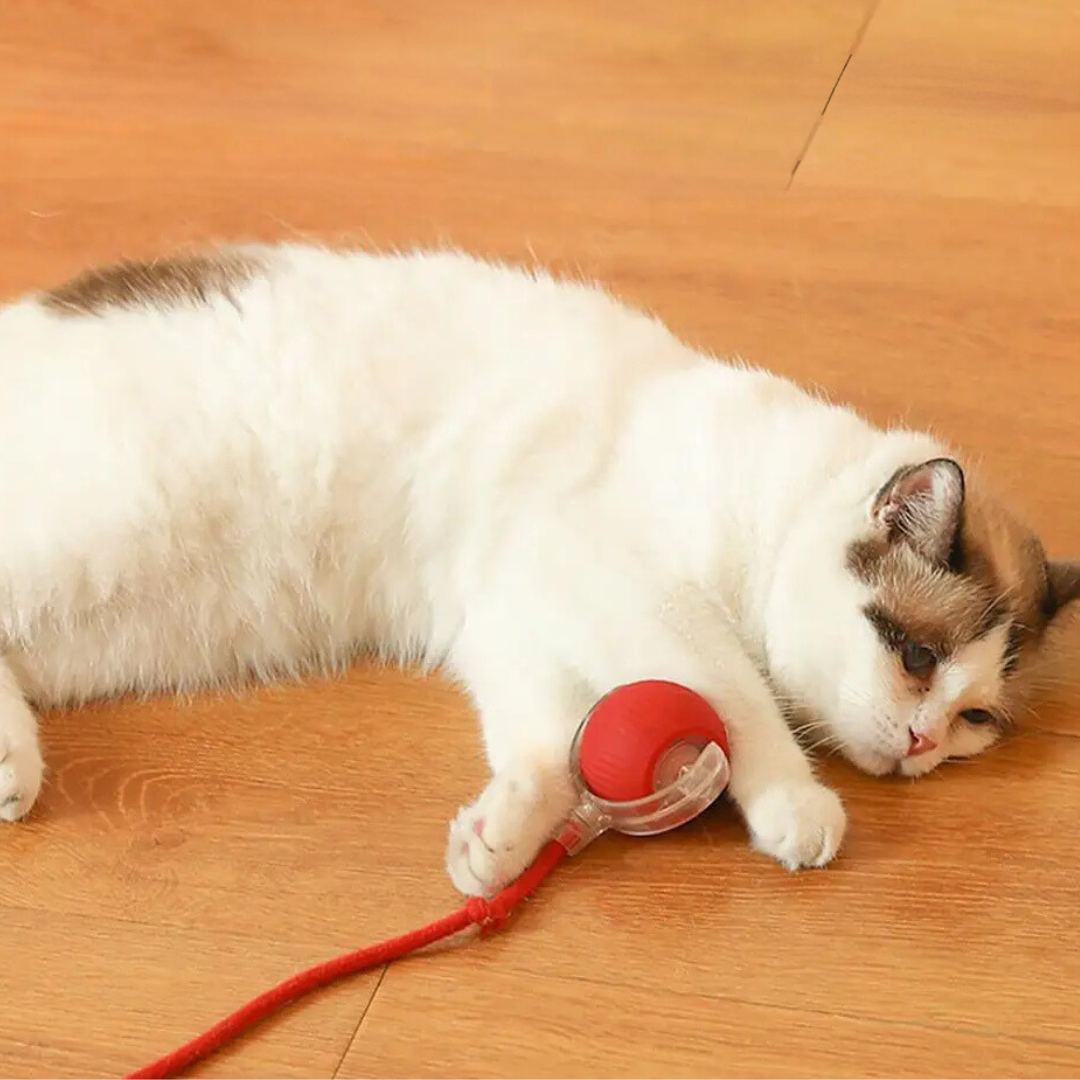 50% OFF | TailTango™ | Interactive Cat Toy Ball with Tail