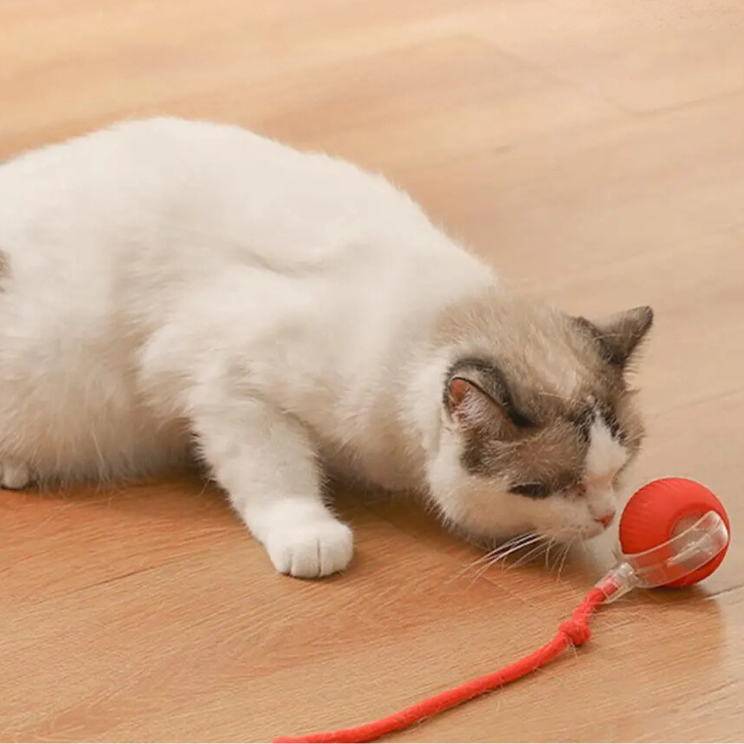 50% OFF | TailTango™ | Interactive Cat Toy Ball with Tail