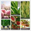 1+1 Free | GreenBoost™ Maximizes Green Vitality